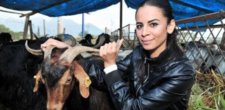 Kurbanlıkları facebook'tan satıyor