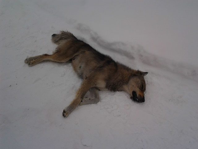 köpek-katliam-haber-1