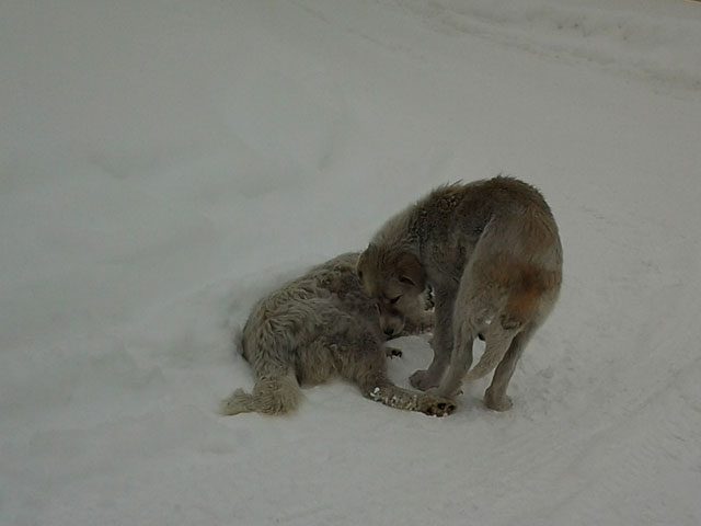 köpek-katliam-haber-2