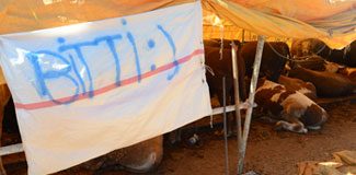 Antalya'da büyükbaş kurbanlık bitti