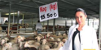 Kurbanlık fiyatları el yakıyor!