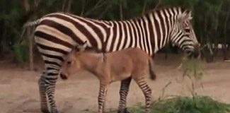 Altı zebra, üstü eşek