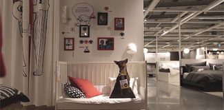 IKEA’dan köpek sahibi olmaya teşvik