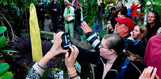 'Penis çiçek'e 15 bin ziyaretçi