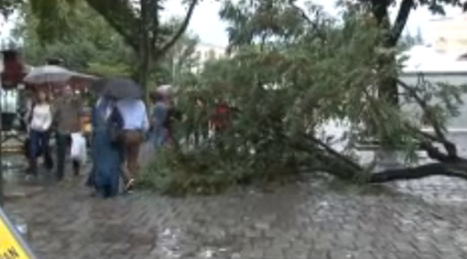 Fırtına ve şiddetli yağış ağaçları devirdi: 2 yaralı