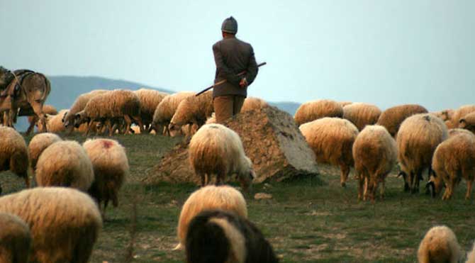 '2 bin lira maaşla çoban bulamıyoruz'