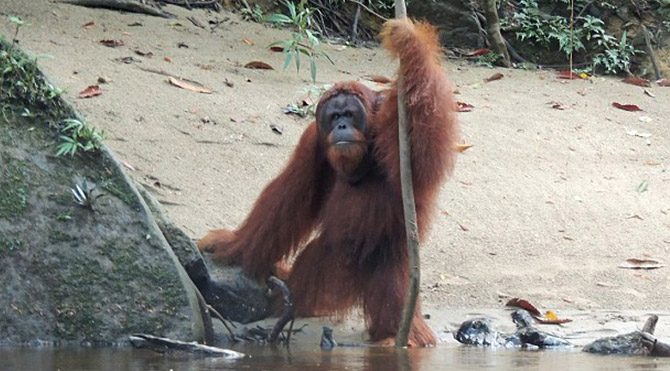 Zekasıyla görenleri şaşırtıyor