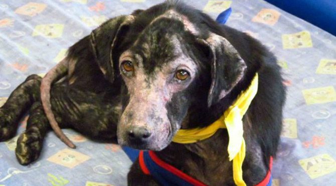 İnsanlara alerjisi olan köpek