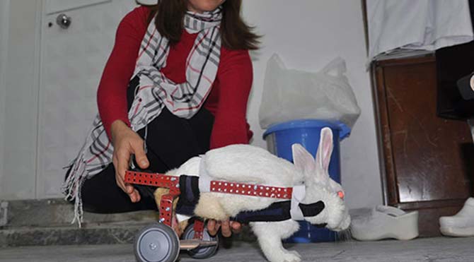Felçli tavşana yürüteç