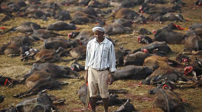 Nepal'de kanlı festival