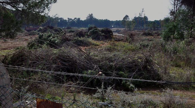 Belek'te ağaç kesimi başladı!