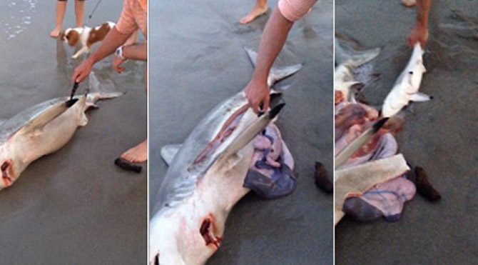 Ölü köpekbalığının yavrularını kurtardı