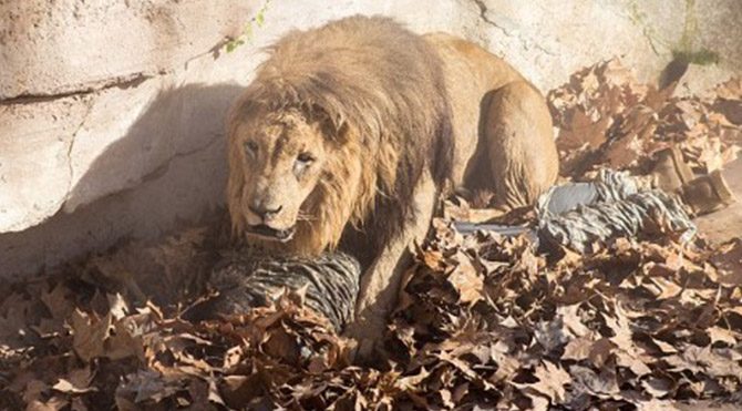 Aslanlara yem oldu