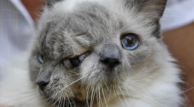 Çift başlı kedi kansere yenik düştü