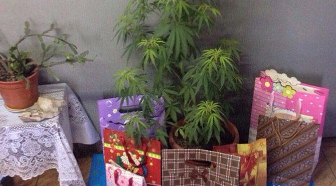 Noel ağacı yerine marihuana 