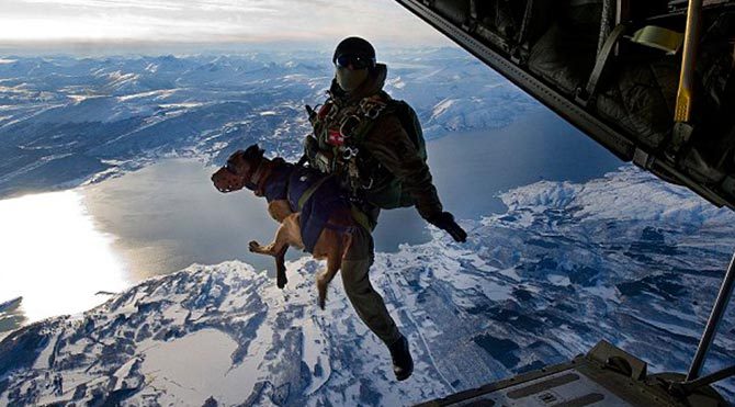 Paraşütle atlayan köpek
