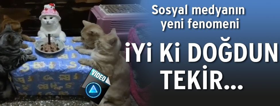 Doğum günü kutlayan kediler (web tv)