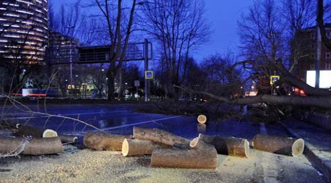 Beşiktaş'ta ağaç devrildi