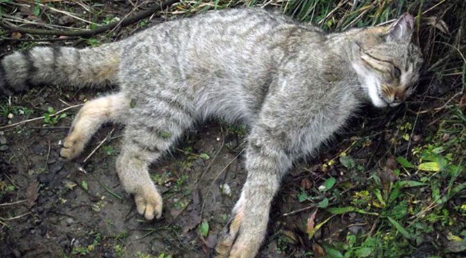 Doğada ender görülen yaban kedisi öldü