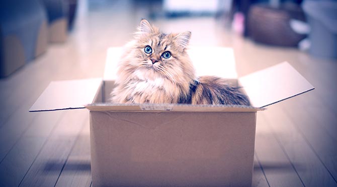 Kediler kutudayken güvende hissediyor