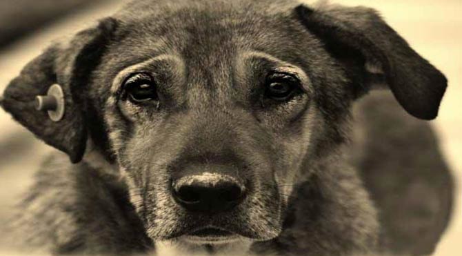 Bursa'da 84 köpek katledildi