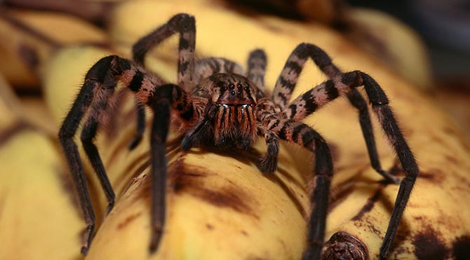 Bir ısırığı 4 saat ereksiyon yaratıyor