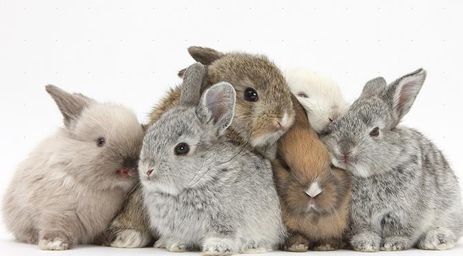 Yılda 41 bin ton tavşan eti yiyorlar