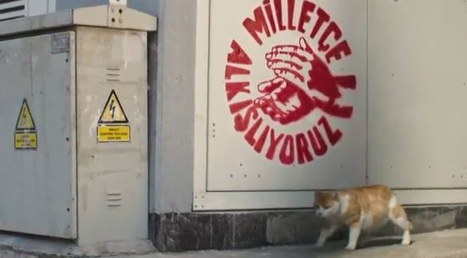 Trafoya giren kedi CHP'nin reklam yıldızı oldu
