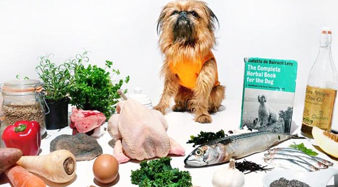 Köpeklere özel restoran