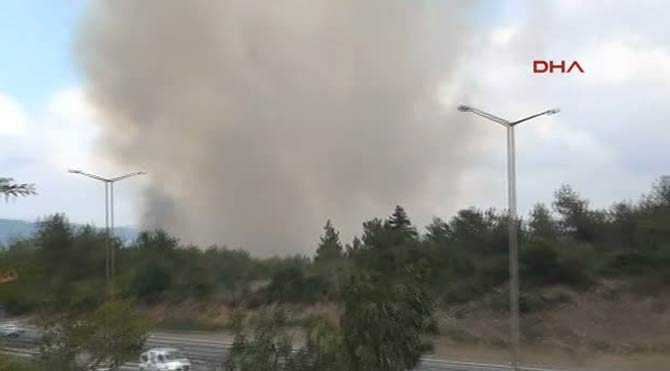 Beykoz'da orman yangını!