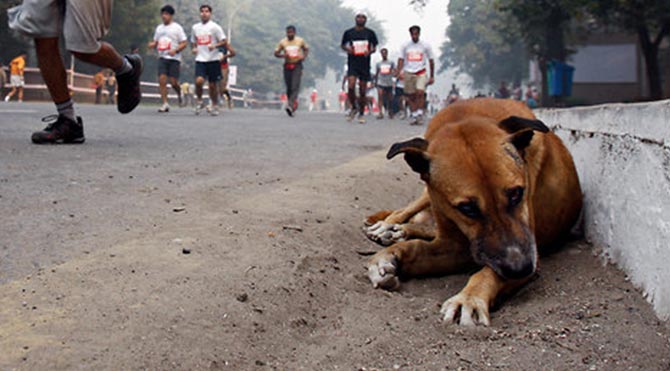 Sokak köpeğinin içinizi burkacak günü