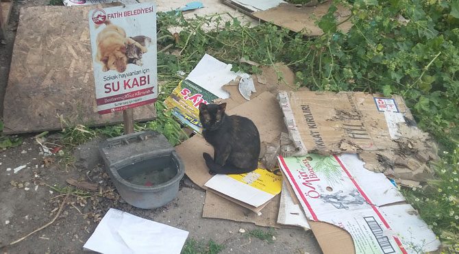 Fatih'te kedi katliamı!