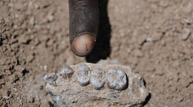 3,5 milyon yıllık kalıntılar bulundu