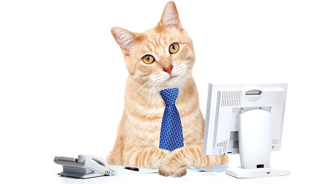 Ofiste başarının sırrı, yavru kedide