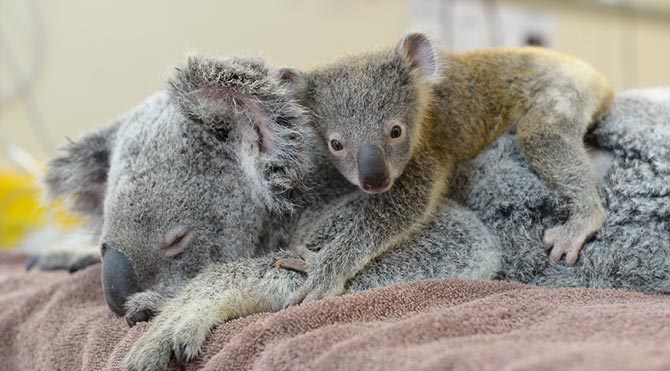 Yavru koalanın annesine desteği