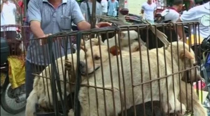 Yulin Köpek Yeme Festivali'ne karşı imza kampanyası yapılıyor!