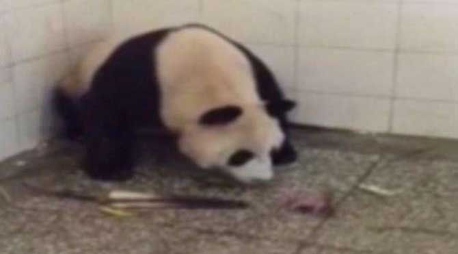Pandanın doğum anı görüntülendi