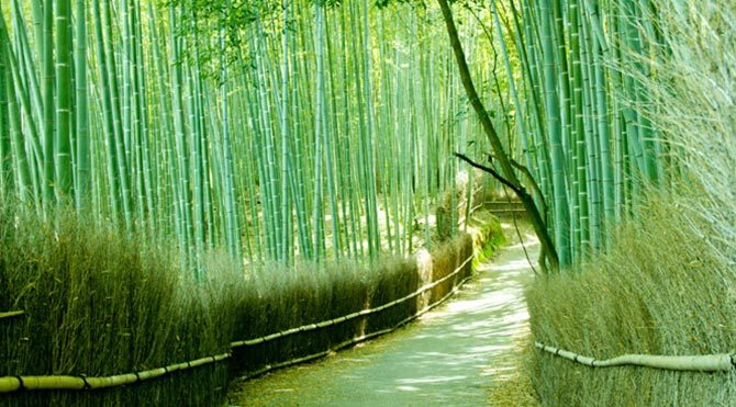 Japonya bambudan elektrik üretecek