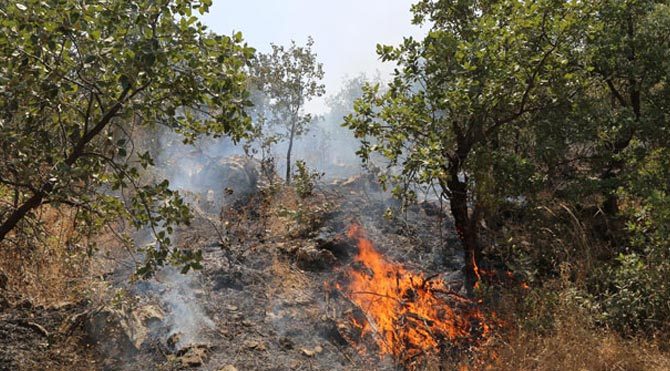 Cudi Dağı'nda yangın 2 gündür devam ediyor!