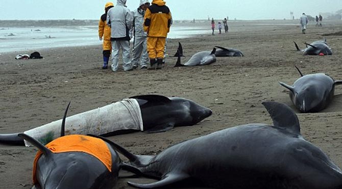 Fukuşima yunusları da etkiledi