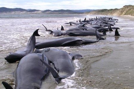 mass_stranding_new_zealand