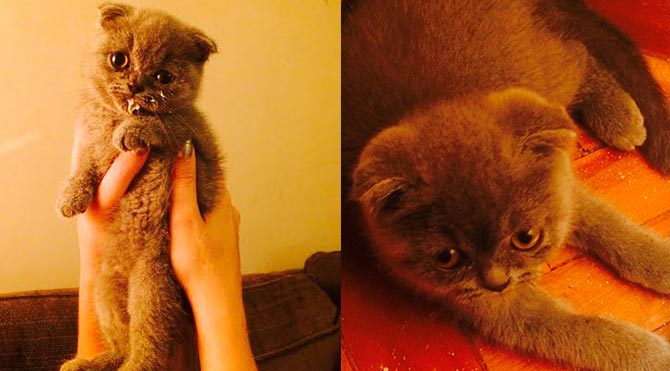 8 Ağustos Uluslararası Kedi Günü'nüz kutlu olsun!