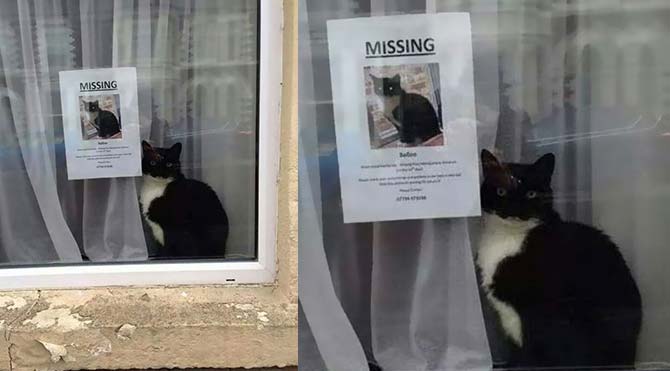 kayip-kedi-kayip-ilani-670