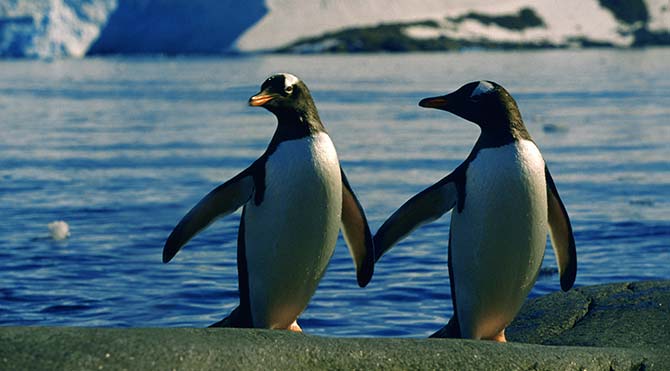 Eşcinsel penguenler, heteroseksüel çiftin yumurtalarını çaldı