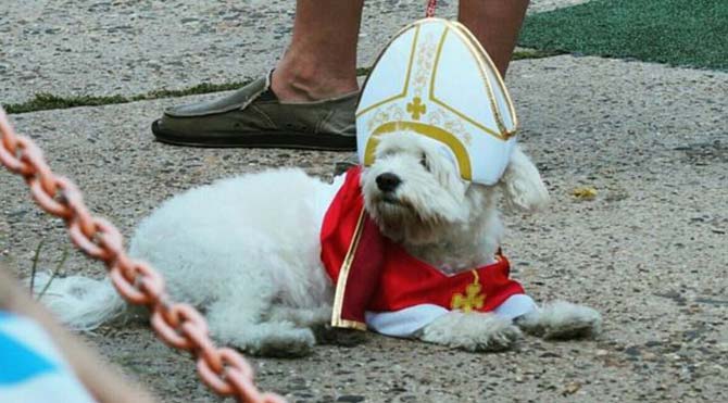 ABD'de Papa kostümlü köpek trendi