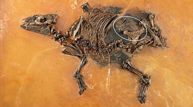 48 milyon yıllık at fosili bulundu