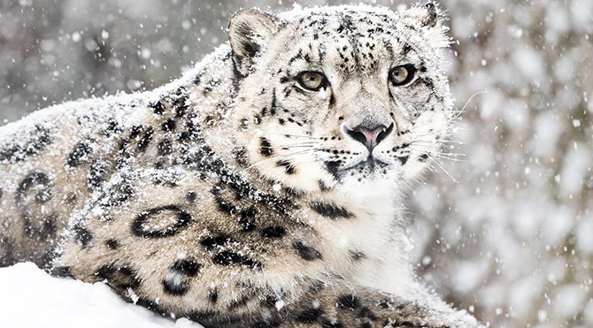 Kar leoparının nesli tükenme tehlikesi altında