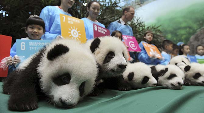'Panda anaokulu' açıldı