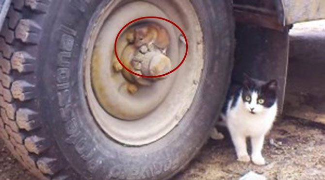 Tom ve Jerry kameraya yakalandı