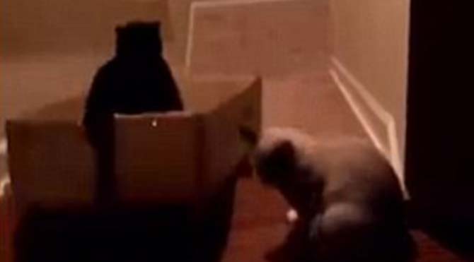 kedi-video-kutu-670-2